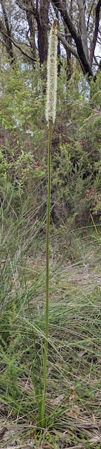 Grass tree in New Zealand Hill Reserve