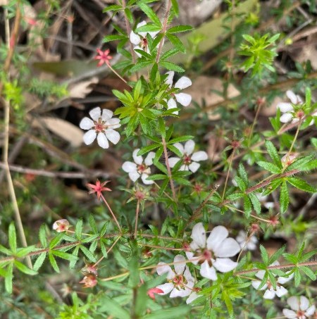 Foster Leptospermum