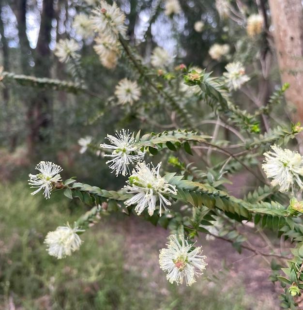 Foster Melaleuca