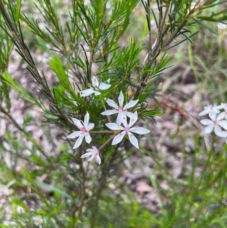 Foster White flower!