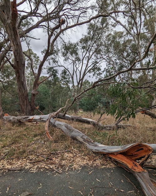 A redgum widow-maker on the track out of Murchison