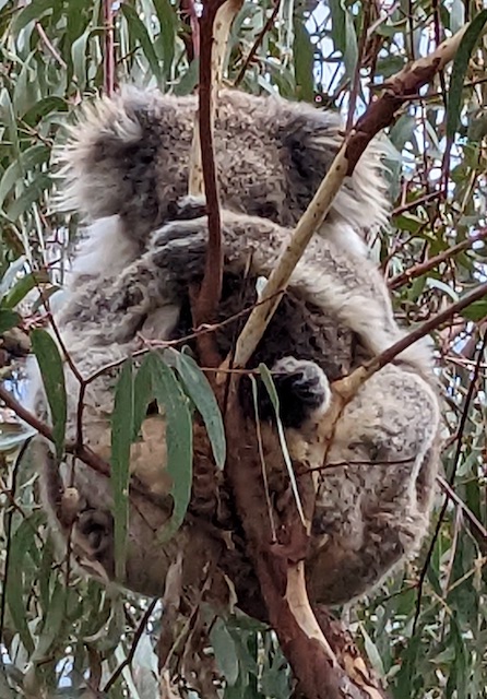 Raymond Island koala