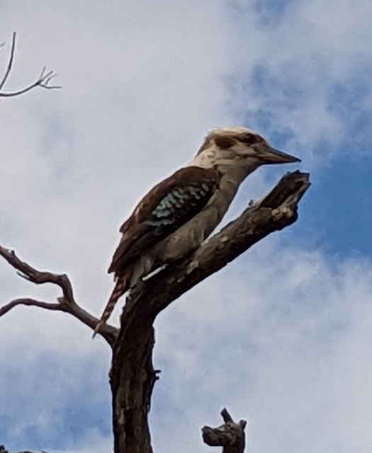 Raymond Island kookaburra