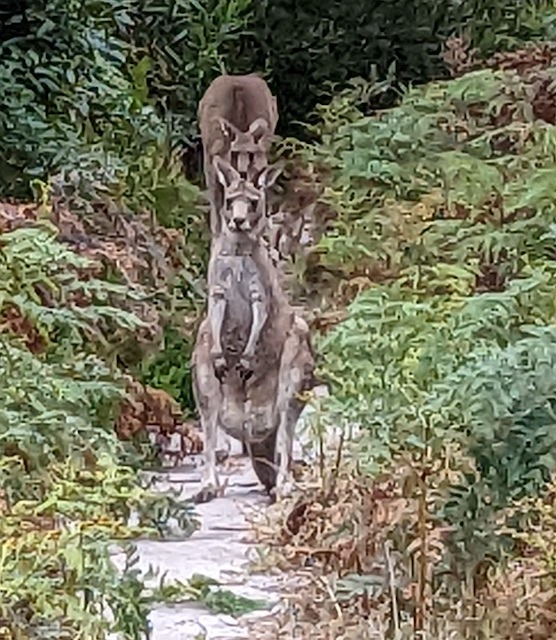 Raymond Island kangaroos